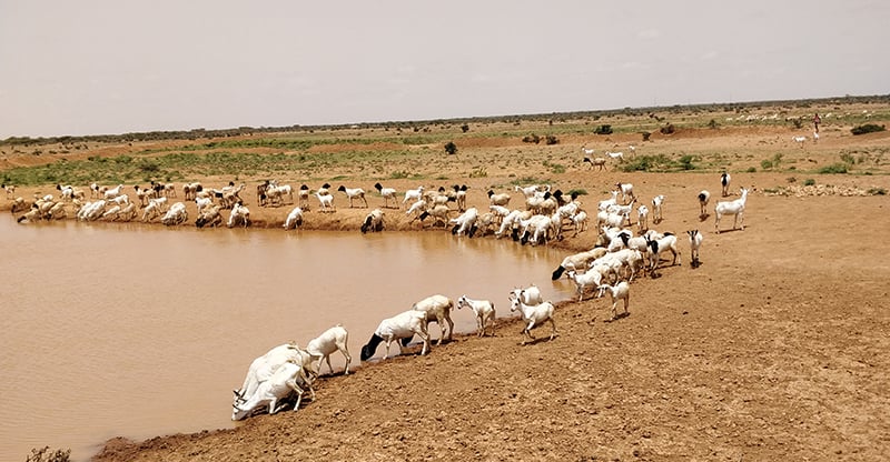 Livestock at a waterpoint